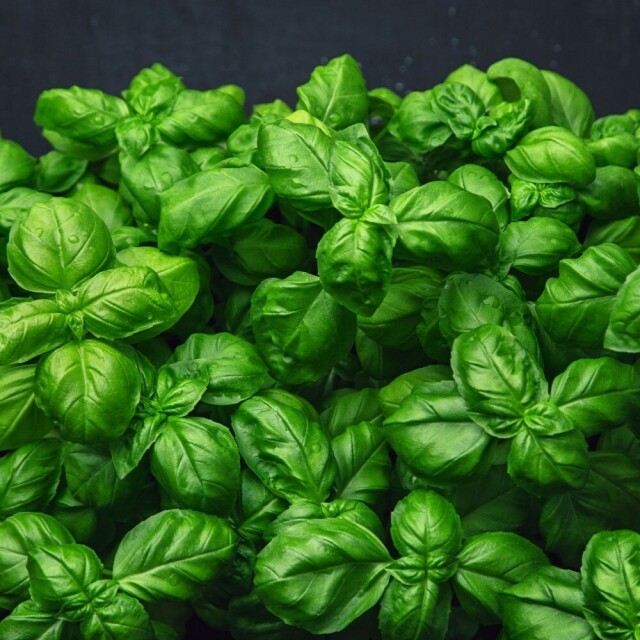 유기농블루베리, 생블루베리, 고성블루베리, 생바질, 강원도고성, 해상리블루베리, 강원도고성블루베리, 콩포트, 콩포트잼, 블루베리잼, 블루베리쨈, 블루베리, 바질, 유기농바질, 바질페스토, 국산블루베리, 국내산블루베리, 강원도블루베리, 블루베리체험, 농장체험, 농촌체험, 수확체험, 블루베리농장